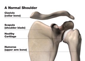 Normal Shoulder